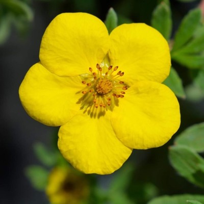 Potentilla Goldteppich C2